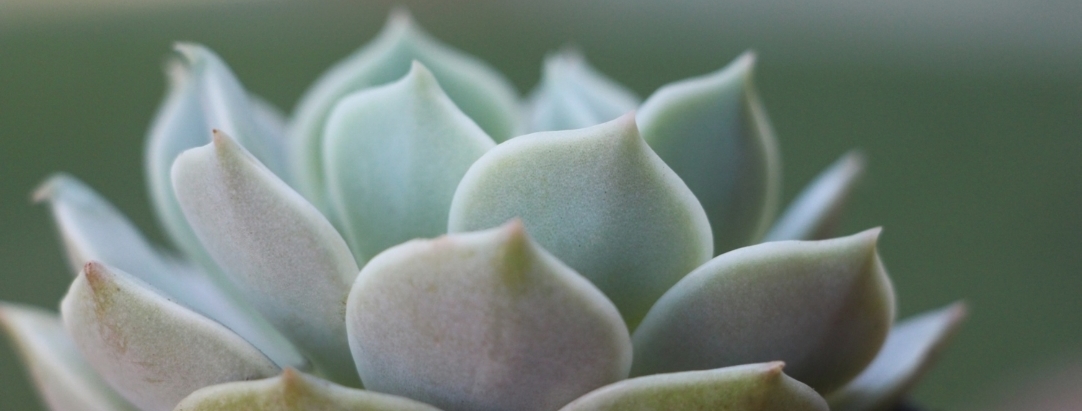 echeveria 'lola" succulent via needles + leaves. read how to grow succulents, tips for growing healthy succulents, how to propagate succulents from cuttings and leaves.